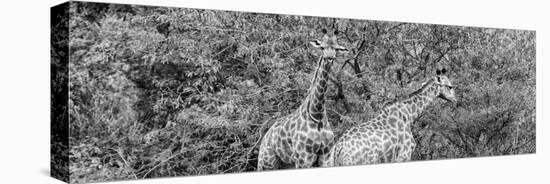 Awesome South Africa Collection Panoramic - Giraffes in Forest B&W-Philippe Hugonnard-Stretched Canvas