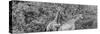 Awesome South Africa Collection Panoramic - Giraffes in Forest B&W-Philippe Hugonnard-Stretched Canvas