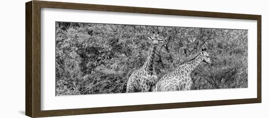 Awesome South Africa Collection Panoramic - Giraffes in Forest B&W-Philippe Hugonnard-Framed Photographic Print