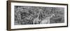 Awesome South Africa Collection Panoramic - Giraffes in Forest B&W-Philippe Hugonnard-Framed Photographic Print