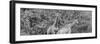 Awesome South Africa Collection Panoramic - Giraffes in Forest B&W-Philippe Hugonnard-Framed Photographic Print