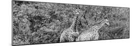 Awesome South Africa Collection Panoramic - Giraffes in Forest B&W-Philippe Hugonnard-Mounted Photographic Print