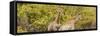 Awesome South Africa Collection Panoramic - Giraffes in Forest II-Philippe Hugonnard-Framed Stretched Canvas