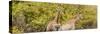 Awesome South Africa Collection Panoramic - Giraffes in Forest II-Philippe Hugonnard-Stretched Canvas