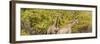 Awesome South Africa Collection Panoramic - Giraffes in Forest II-Philippe Hugonnard-Framed Photographic Print