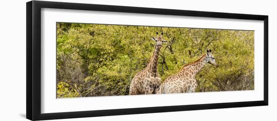 Awesome South Africa Collection Panoramic - Giraffes in Forest II-Philippe Hugonnard-Framed Photographic Print