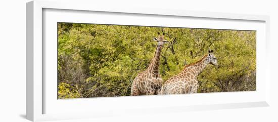 Awesome South Africa Collection Panoramic - Giraffes in Forest II-Philippe Hugonnard-Framed Photographic Print