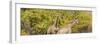 Awesome South Africa Collection Panoramic - Giraffes in Forest II-Philippe Hugonnard-Framed Photographic Print