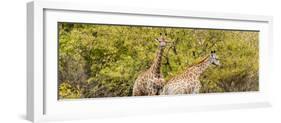 Awesome South Africa Collection Panoramic - Giraffes in Forest II-Philippe Hugonnard-Framed Photographic Print