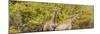 Awesome South Africa Collection Panoramic - Giraffes in Forest II-Philippe Hugonnard-Mounted Photographic Print