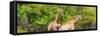 Awesome South Africa Collection Panoramic - Giraffes in Forest-Philippe Hugonnard-Framed Stretched Canvas