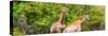 Awesome South Africa Collection Panoramic - Giraffes in Forest-Philippe Hugonnard-Stretched Canvas