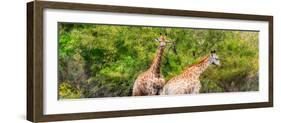 Awesome South Africa Collection Panoramic - Giraffes in Forest-Philippe Hugonnard-Framed Photographic Print