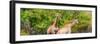 Awesome South Africa Collection Panoramic - Giraffes in Forest-Philippe Hugonnard-Framed Photographic Print