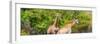 Awesome South Africa Collection Panoramic - Giraffes in Forest-Philippe Hugonnard-Framed Photographic Print