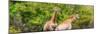 Awesome South Africa Collection Panoramic - Giraffes in Forest-Philippe Hugonnard-Mounted Photographic Print