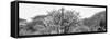 Awesome South Africa Collection Panoramic - Giraffes in Savannah B&W-Philippe Hugonnard-Framed Stretched Canvas