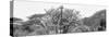 Awesome South Africa Collection Panoramic - Giraffes in Savannah B&W-Philippe Hugonnard-Stretched Canvas