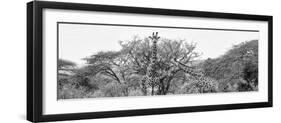Awesome South Africa Collection Panoramic - Giraffes in Savannah B&W-Philippe Hugonnard-Framed Photographic Print