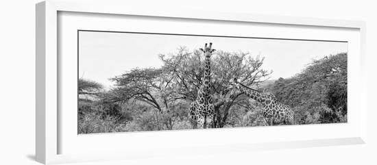 Awesome South Africa Collection Panoramic - Giraffes in Savannah B&W-Philippe Hugonnard-Framed Photographic Print