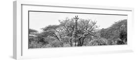 Awesome South Africa Collection Panoramic - Giraffes in Savannah B&W-Philippe Hugonnard-Framed Photographic Print