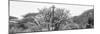 Awesome South Africa Collection Panoramic - Giraffes in Savannah B&W-Philippe Hugonnard-Mounted Photographic Print