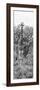 Awesome South Africa Collection Panoramic - Giraffes in Savannah II B&W-Philippe Hugonnard-Framed Photographic Print