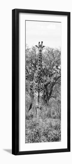 Awesome South Africa Collection Panoramic - Giraffes in Savannah II B&W-Philippe Hugonnard-Framed Photographic Print