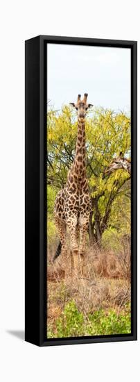 Awesome South Africa Collection Panoramic - Giraffes in Savannah II-Philippe Hugonnard-Framed Stretched Canvas