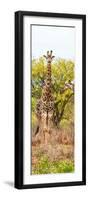 Awesome South Africa Collection Panoramic - Giraffes in Savannah II-Philippe Hugonnard-Framed Photographic Print