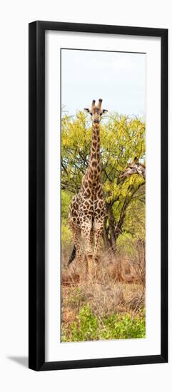 Awesome South Africa Collection Panoramic - Giraffes in Savannah II-Philippe Hugonnard-Framed Photographic Print