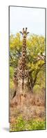 Awesome South Africa Collection Panoramic - Giraffes in Savannah II-Philippe Hugonnard-Mounted Photographic Print