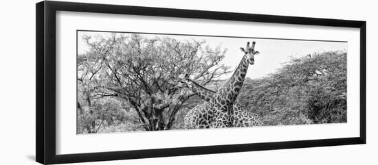 Awesome South Africa Collection Panoramic - Giraffes in Savannah III B&W-Philippe Hugonnard-Framed Photographic Print