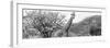 Awesome South Africa Collection Panoramic - Giraffes in Savannah III B&W-Philippe Hugonnard-Framed Photographic Print