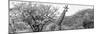 Awesome South Africa Collection Panoramic - Giraffes in Savannah III B&W-Philippe Hugonnard-Mounted Photographic Print