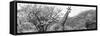 Awesome South Africa Collection Panoramic - Giraffes in Savannah III B&W-Philippe Hugonnard-Framed Stretched Canvas