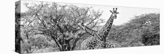 Awesome South Africa Collection Panoramic - Giraffes in Savannah III B&W-Philippe Hugonnard-Stretched Canvas