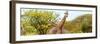 Awesome South Africa Collection Panoramic - Giraffes in Savannah III-Philippe Hugonnard-Framed Premium Photographic Print