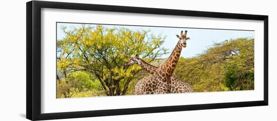 Awesome South Africa Collection Panoramic - Giraffes in Savannah III-Philippe Hugonnard-Framed Photographic Print