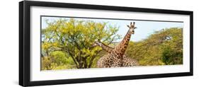 Awesome South Africa Collection Panoramic - Giraffes in Savannah III-Philippe Hugonnard-Framed Photographic Print