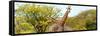 Awesome South Africa Collection Panoramic - Giraffes in Savannah III-Philippe Hugonnard-Framed Stretched Canvas