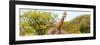 Awesome South Africa Collection Panoramic - Giraffes in Savannah III-Philippe Hugonnard-Framed Photographic Print