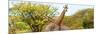 Awesome South Africa Collection Panoramic - Giraffes in Savannah III-Philippe Hugonnard-Mounted Photographic Print