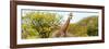 Awesome South Africa Collection Panoramic - Giraffes in Savannah III-Philippe Hugonnard-Framed Photographic Print