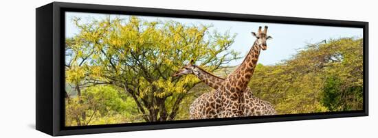 Awesome South Africa Collection Panoramic - Giraffes in Savannah III-Philippe Hugonnard-Framed Stretched Canvas