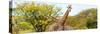 Awesome South Africa Collection Panoramic - Giraffes in Savannah III-Philippe Hugonnard-Stretched Canvas