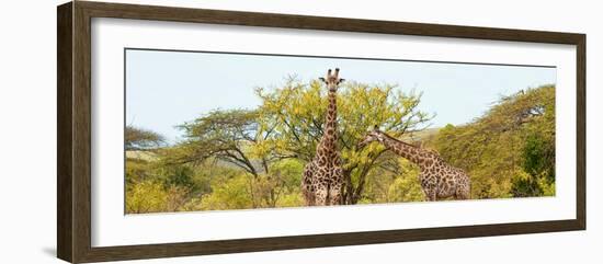 Awesome South Africa Collection Panoramic - Giraffes in Savannah-Philippe Hugonnard-Framed Photographic Print