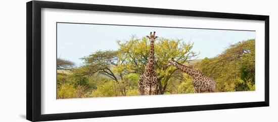 Awesome South Africa Collection Panoramic - Giraffes in Savannah-Philippe Hugonnard-Framed Photographic Print