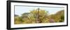 Awesome South Africa Collection Panoramic - Giraffes in Savannah-Philippe Hugonnard-Framed Photographic Print