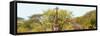 Awesome South Africa Collection Panoramic - Giraffes in Savannah-Philippe Hugonnard-Framed Stretched Canvas